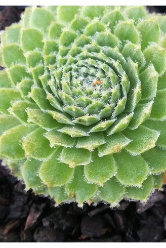 Sempervivum 'Tommella'