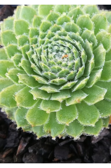 Sempervivum 'Tommella'