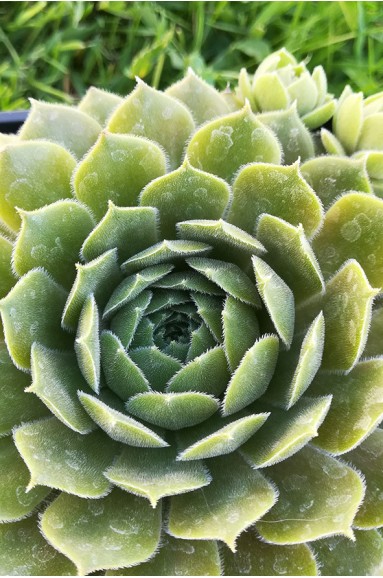 Sempervivum 'Tracy Sue'