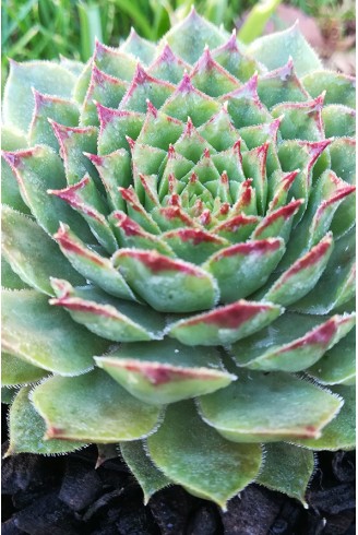 Sempervivum transcaucasicum