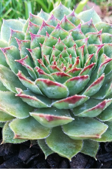 Sempervivum transcaucasicum