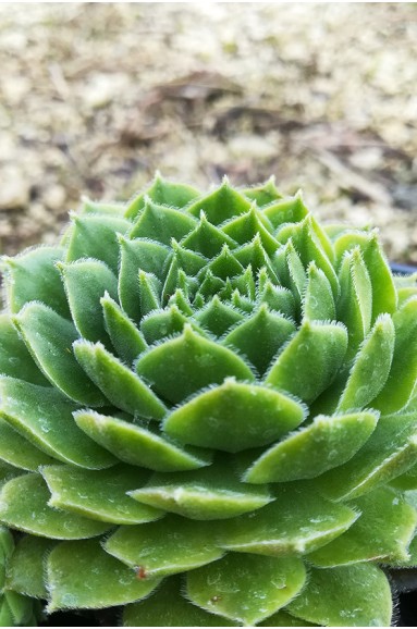 Sempervivum 'Uranus'