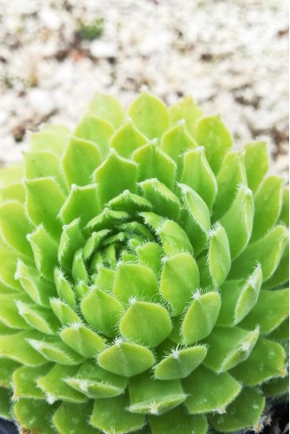 Sempervivum 'Shirley's Joy'