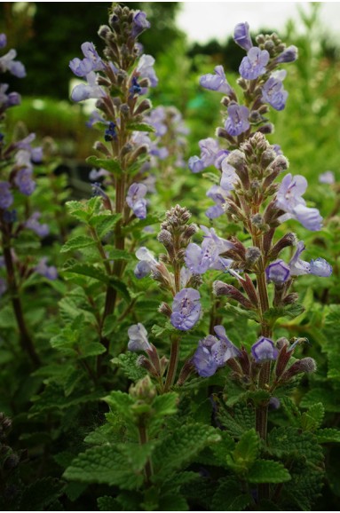 Nepeta x faassenii 'Purrsian Blue'