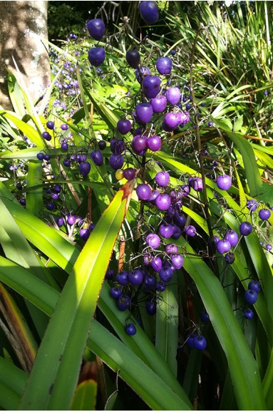 Dianella tasmanica