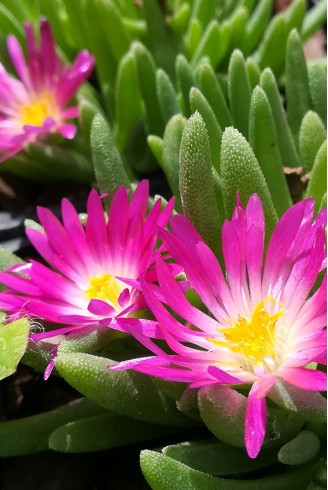 Delosperma nakurense select