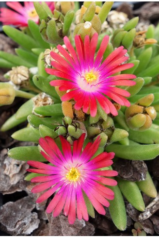 Delosperma luckhoffii 'Feuerrot'