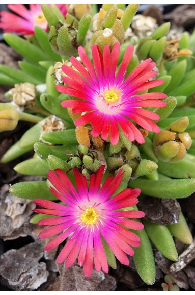 Delosperma luckhoffii 'Feuerrot'