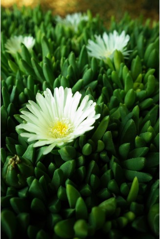 Delosperma congestum 'Album'