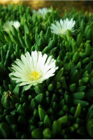 Delosperma congestum 'Album'