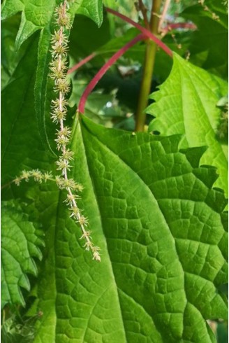 Boehmeria silvestrii