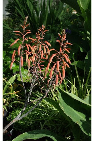 Aloe aristata