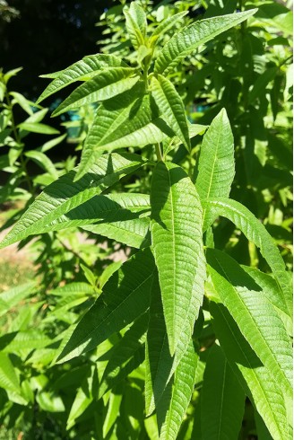 Aloysia citriodora