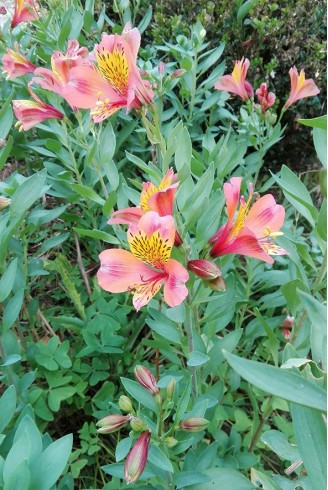 Alstroemeria aurea