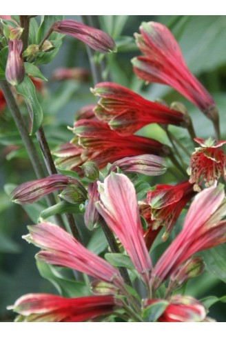 Alstroemeria psittacina...