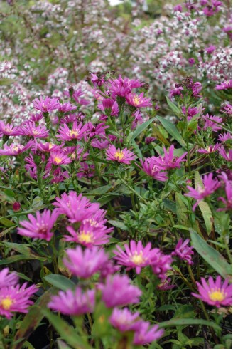 Aster (Symphyotrichum) n.b...