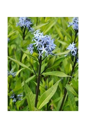 Amsonia orientalis