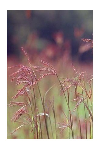 Andropogon gerardii