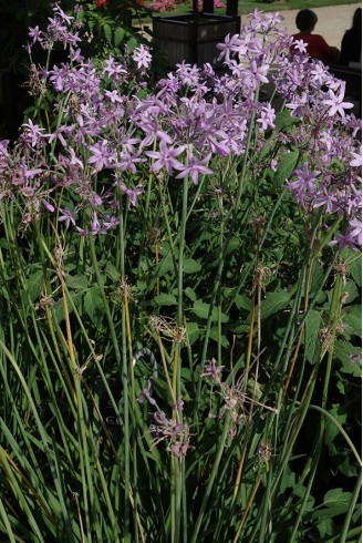 Tulbaghia violacea