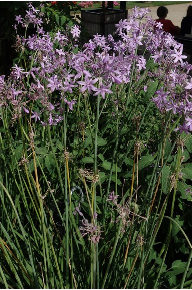 Tulbaghia violacea