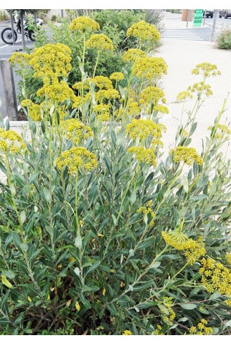Bupleurum fruticosum