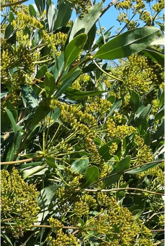 Bupleurum fruticosum