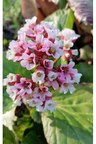 Bergenia agavifolia