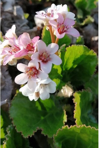 Bergenia 'Kashmir'