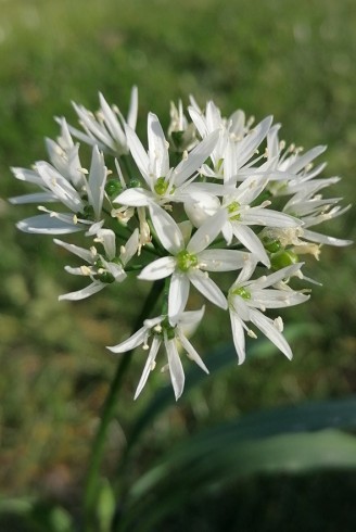 Allium ursinum