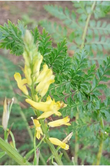 Corydalis cheilanthifolia