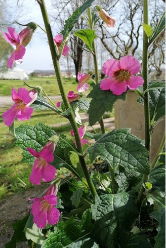 Rehmannia elata