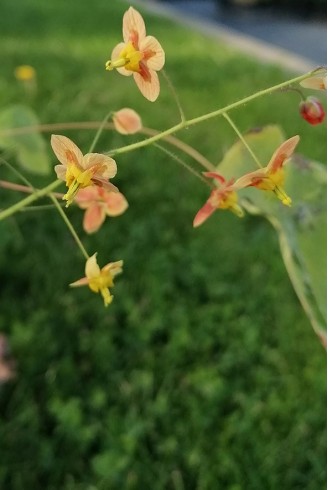 Epimedium x warleyense