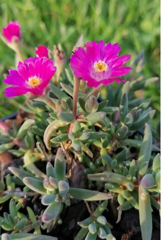 Delosperma Jewel of Desert 'Amethyst'