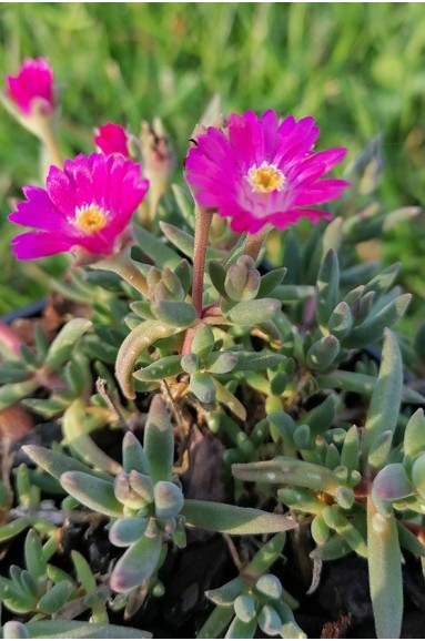 Delosperma Jewel of Desert 'Amethyst'