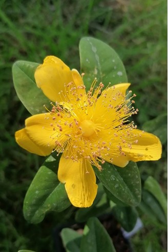 Hypericum calycinum