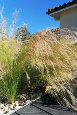 Stipa tenuifolia