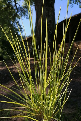 Sesleria autumnalis