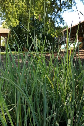 Sesleria nitida