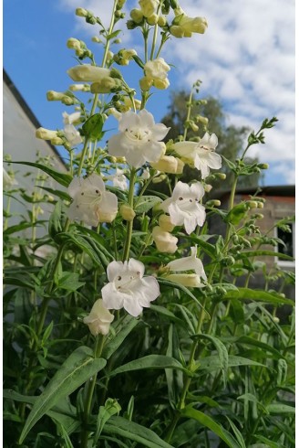 Penstemon 'White Bedder'