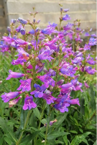 Penstemon 'Catherine De La...