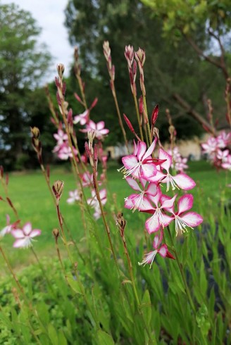 Gaura 'Rosy Jane' - Description et vente en ligne -