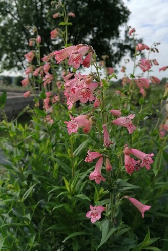 Penstemon 'Mac Penny's Pink'