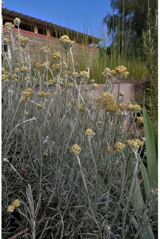 Helichrysum stoechas 'White...