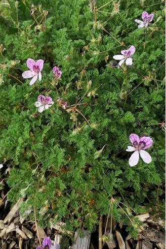 Erodium glandulosum