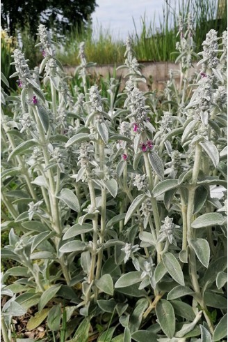 Stachys byzantina