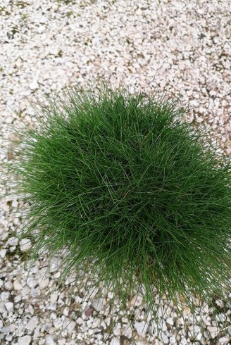 Festuca gautieri 'Pic Carlit'