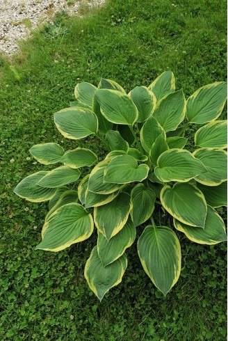 Hosta fortunei 'Aureomarginata'