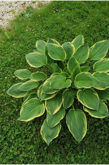 Hosta fortunei 'Aureomarginata'