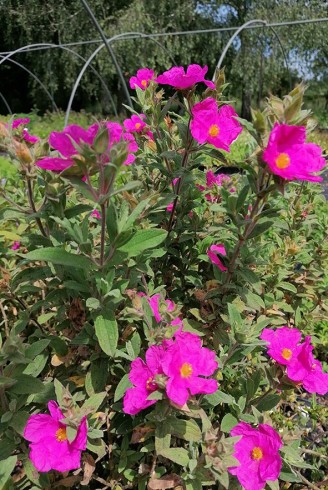 Cistus x pulverulentus