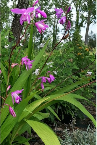 Bletilla striata